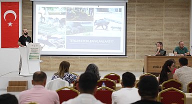 Muğla'da yaban domuzları gündemde