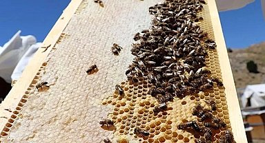 Prof. Dr. Özkırım: Arılar kış sonunda en fazla kayıp yaşıyor