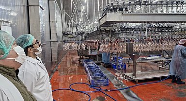 Sakarya'da kanatlı hayvan işletmelerine sıkı denetim