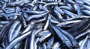 Su ürünleri üretimi 2024'te azaldı, yetiştiricilik arttı... En çok hamsi avladık!