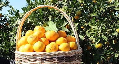 Tarım-ÜFE verileri açıklandı... Tropikal meyveler yine rekor kırdı