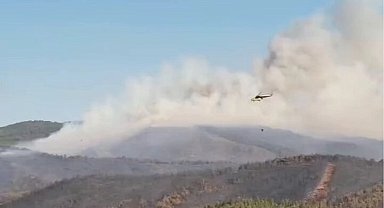 Türkiye'de orman yangınlarında 17 şüpheli gözaltında