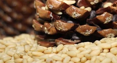 Türkiye'nin 33'üncü tescillisi oldu... Aydın Çam Fıstığı'na AB tescili