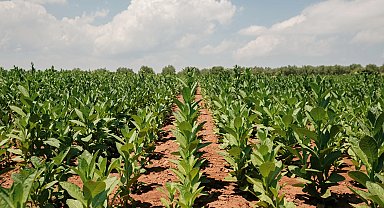 Tütün İhracatı 1 milyar doları aştı