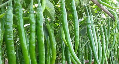 Üretici-market fiyat farkı sivri biberde yüzde 283'e ulaştı!