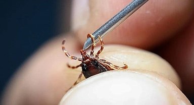 Uzmanı uyardı…Grip sandığınız ölümcül kene ısırığı olabilir!