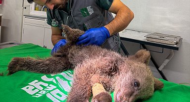 Yavru ayı Ormanya'da tedavi altında