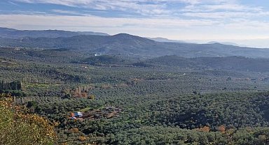 Zeytinlikler neden dokunulmazdır? Ortak açıklama yapıldı