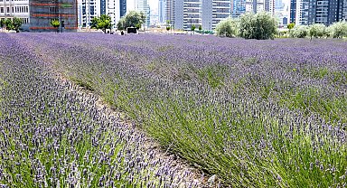 Ankara Keçiören lavanta ve gül bahçesi ziyaretçileri mest ediyor