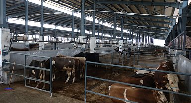 Bursa İnegöl'de hayvan pazarları 'belirsiz süre' kapatıldı