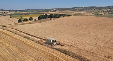 Bursa Nilüfer'de buğday hasadı başladı