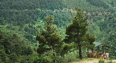 Bursa'da ormanlara giriş 15 Ekim'e kadar yasaklandı!