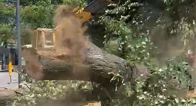 Düzce'de 100 yıllık ağaç kesildi, tepkiler yükseldi!