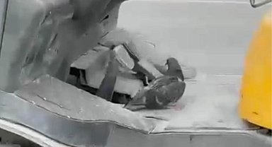 Düzce'de forkliftte seyahat eden kuş gülümsetti