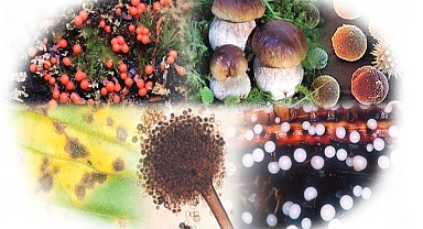 Gıdalardaki bitki toksinlerine ilişkin numunelere AB uyumu