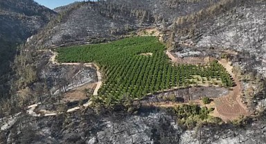 Gürsu’da Yeşil Kalan Tek Bahçe