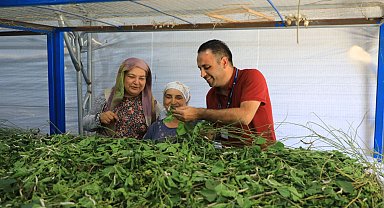 İpekböcekçiliği yeniden doğuyor! Ata mirasına modern dokunuş