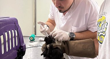 İzmir Büyükşehir tüm canlılar için harekete geçti