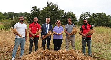 İzmit Belediyesi ilk nohut hasadını yaptı