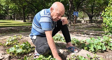 Kayseri'nin Ulu Çınarları'ndan bitki şov