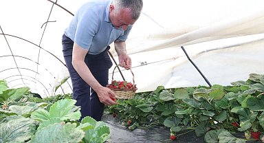 Kocaeli'de Başkan Büyükakın çilek hasadına katıldı