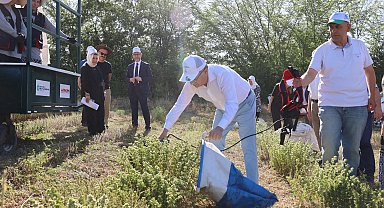 Kocaeli'de kekik hasadı başladı