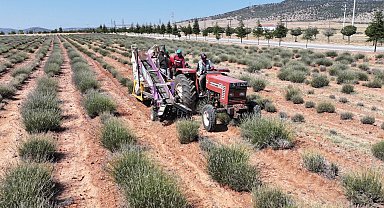 Konya Büyükşehir'in desteğiyle Güneysınır'da üretilen lavantaların hasadı yapıldı