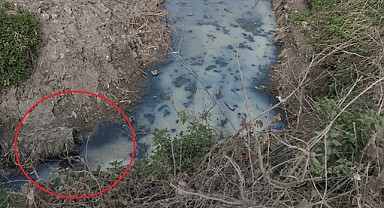 Mahalleliyi İsyan Ettiren Kirlilik