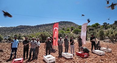 Mardin'de doğaya 300 kınalı keklik salındı