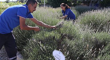 Muğla'da aromatik üretim ekonomiye katkı sağlıyor