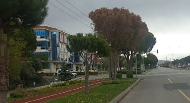 Muğla'da güvenlik ve estetik için kurumuş ağaçlar kaldırılıyor