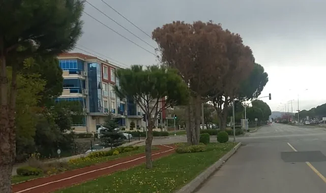 Muğla'da güvenlik ve estetik için kurumuş ağaçlar kaldırılıyor