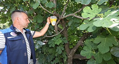 Muğla'da meyve sineği ile mücadelede feromon tuzaklar devrede!