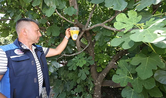 Muğla'da meyve sineği ile mücadelede feromon tuzaklar devrede!