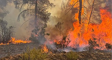 O ilde ormanlara giriş yasak!