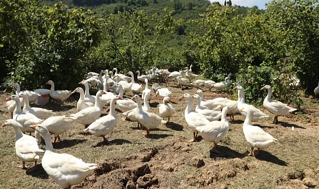 Ordu'da alım garantili kaz yetiştiriciliği üreticiye güven veriyor