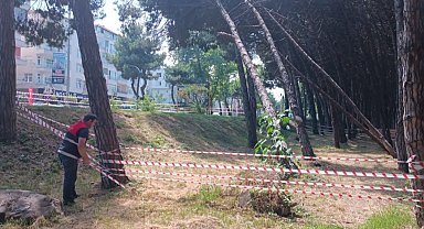 Ordu'da can ve mal güvenliğini tehdit eden ağaçlara müdahale edilecek