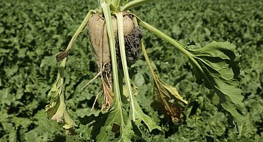 Pancar üreticisine 410 milyon TL sulama avansı desteği