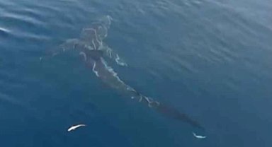 Saros'ta 2,5 metrelik köpekbalığı balıkçıları şaşırttı