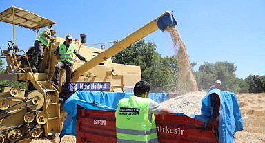 Siyez buğdayında hasat bereketi