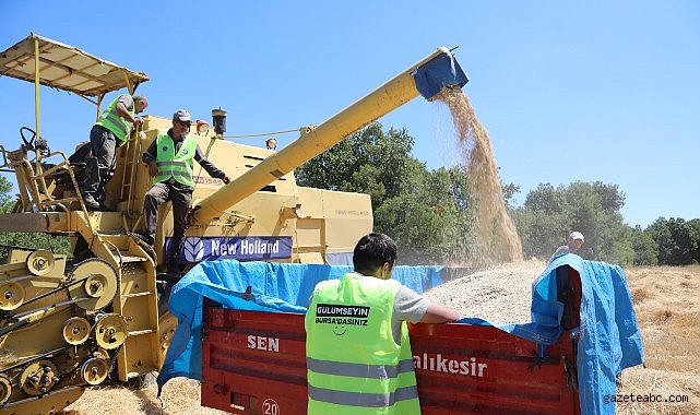 Siyez buğdayında hasat bereketi
