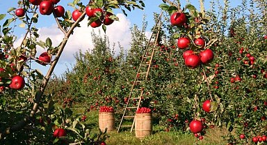 Tarımsal üretim planlamasına ayar... Meyve bahçesi tesisine sınırlama