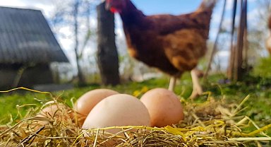 Tavuk eti üretimi arttı, yumurta üretimi düştü