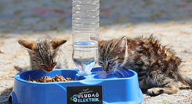 Uludağ Elektrik'ten sokak hayvanlarına yaz desteği! "Sevgimiz, Enerjimiz Sizinle" sürdürülüyor
