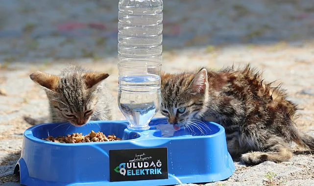 Uludağ Elektrik'ten sokak hayvanlarına yaz desteği! "Sevgimiz, Enerjimiz Sizinle" sürdürülüyor