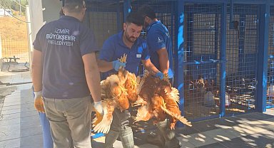 Yangından kurtarılan tavuklarına kavuştu