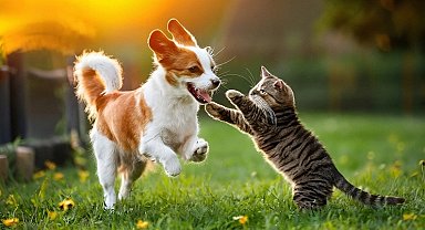 Yaz sıcağında kedi ve köpek sağlığı için karışık besleme önerisi