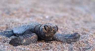 40 bin 285 yavru deniz kaplumbağası denize ulaştı