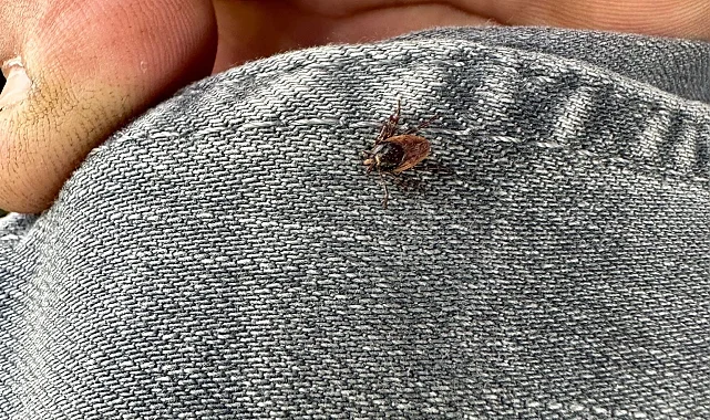 Adıyaman'da korkutan kene görüntülendi