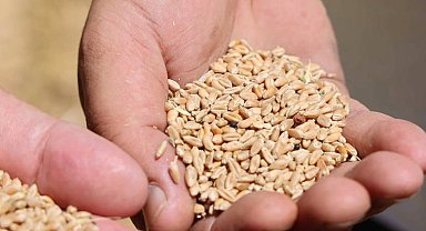 Antalya'da Halk Ekmek için buğday hasadı başladı